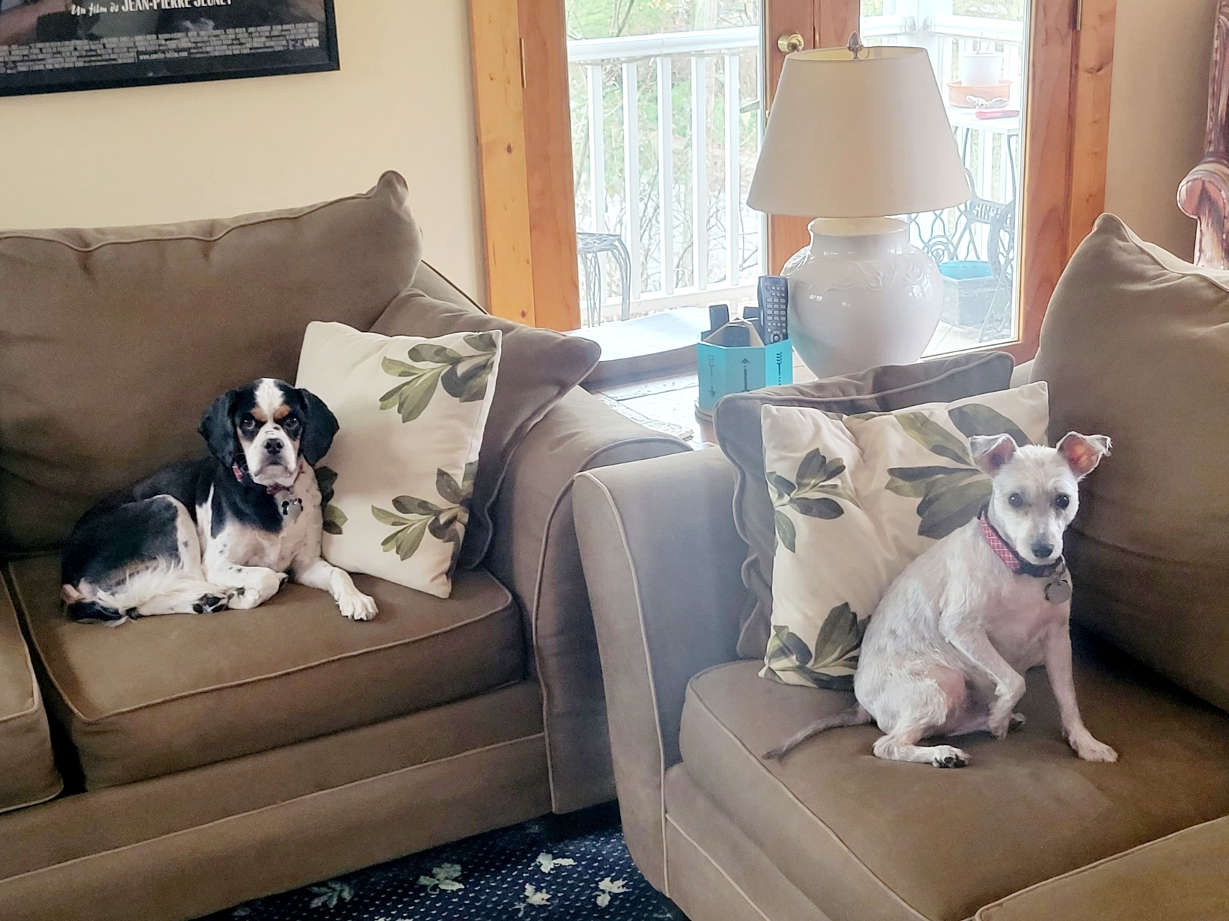 2022-03-23 Dogs trimmed.jpg